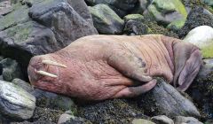 George Petrie managed to get this snap of the walrus in Skerries on Sunday.