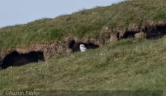 The snowy owl at Mossy Hill. Photo: Austin Taylor
