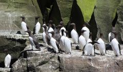 Guillemots at Noss. Photo: Shetland News