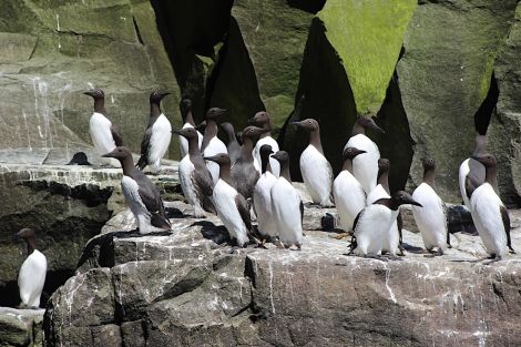 Guillemots at Noss. Photo: Shetland News