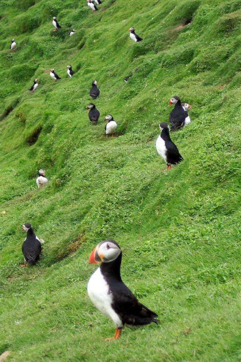 Puffins at Hermaness, Unst. 