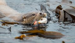 An award winning photo of an otter with a puffin in its mouth by Richard Shucksmith.