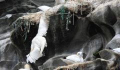 Sean Whyte said he photographed a deceased gannet having become entwined in fishing nets used for nesting material.