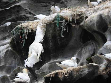 Sean Whyte said he photographed a deceased gannet having become entwined in fishing nets used for nesting material.