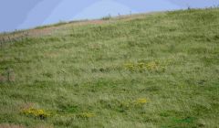 Grass has been slow growing this summer. Photo: Peter Johnson/Shetland News
