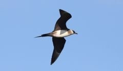 Arctic skua. Photo: Ian Francis