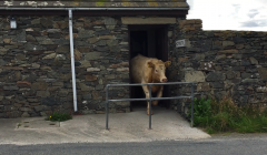 Escaped cow caught on film checking out Bigton toilets