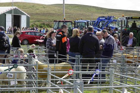 Cunningsburgh Show in full flow.