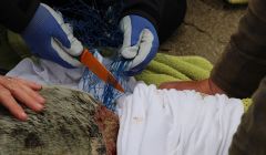 The sanctuary is responding to an increased number of cases where seals have been trapped in ghost gear. Photos: Animal World Protection