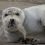 Bearded seal
