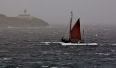 Swan sailing past Bressay lighthouse