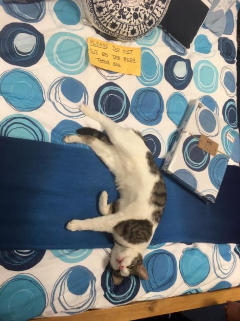 Tommy flouting the rules and feline cosy at Harry's Department Store. Photo: Danika Scott