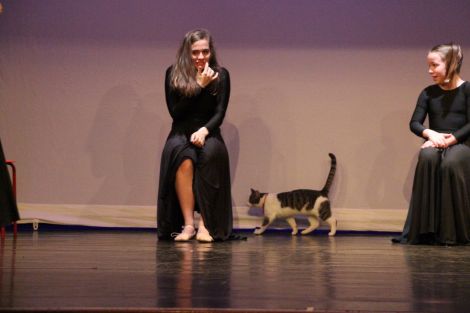 Tommy the cat sauntering on stage at the Garrison Theatre during a Shetland Community School of Ballet rehearsal. Photo: Susan Msalila
