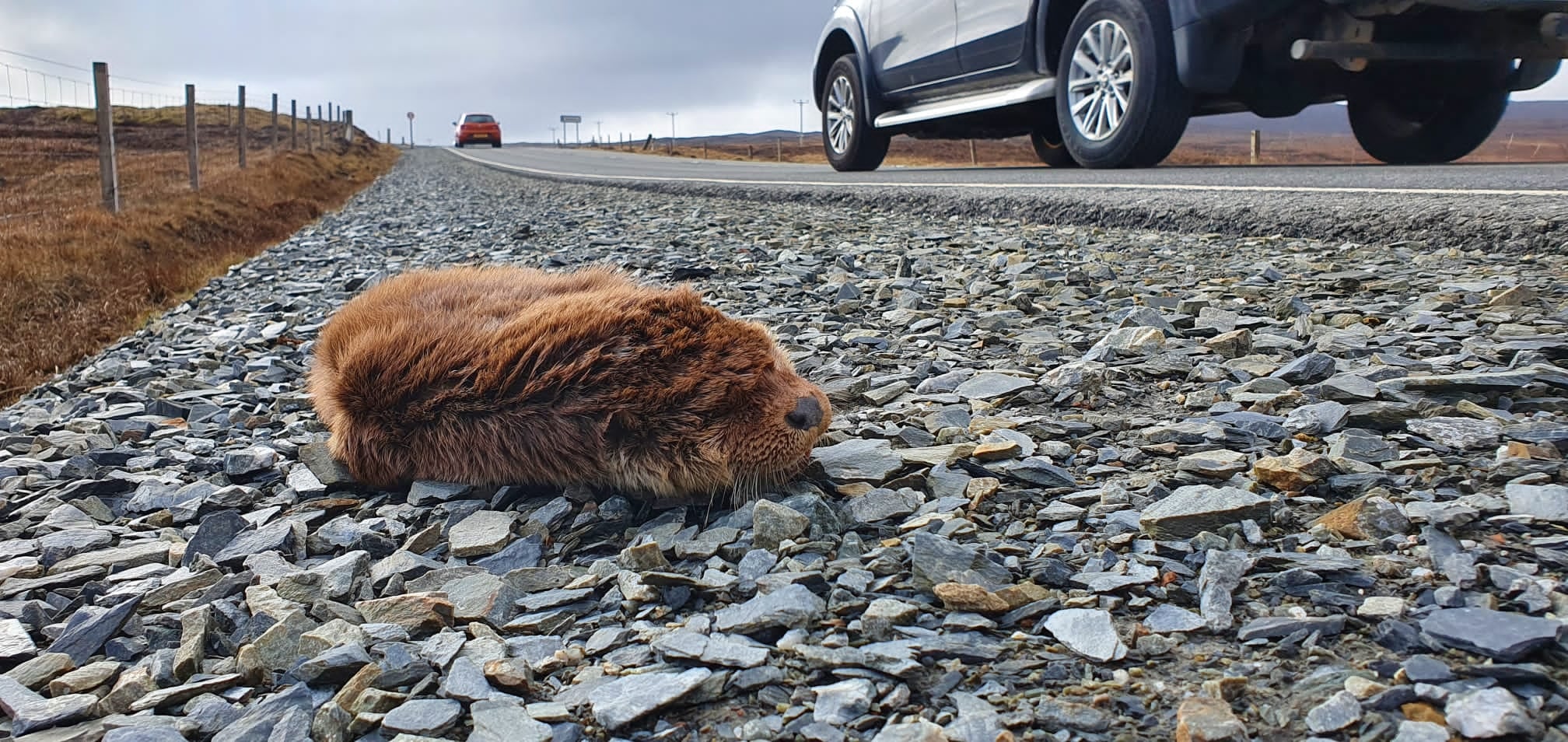 Drivers reminded be aware of wildlife after 'dreadful weekend for otters' - Vimarsana News