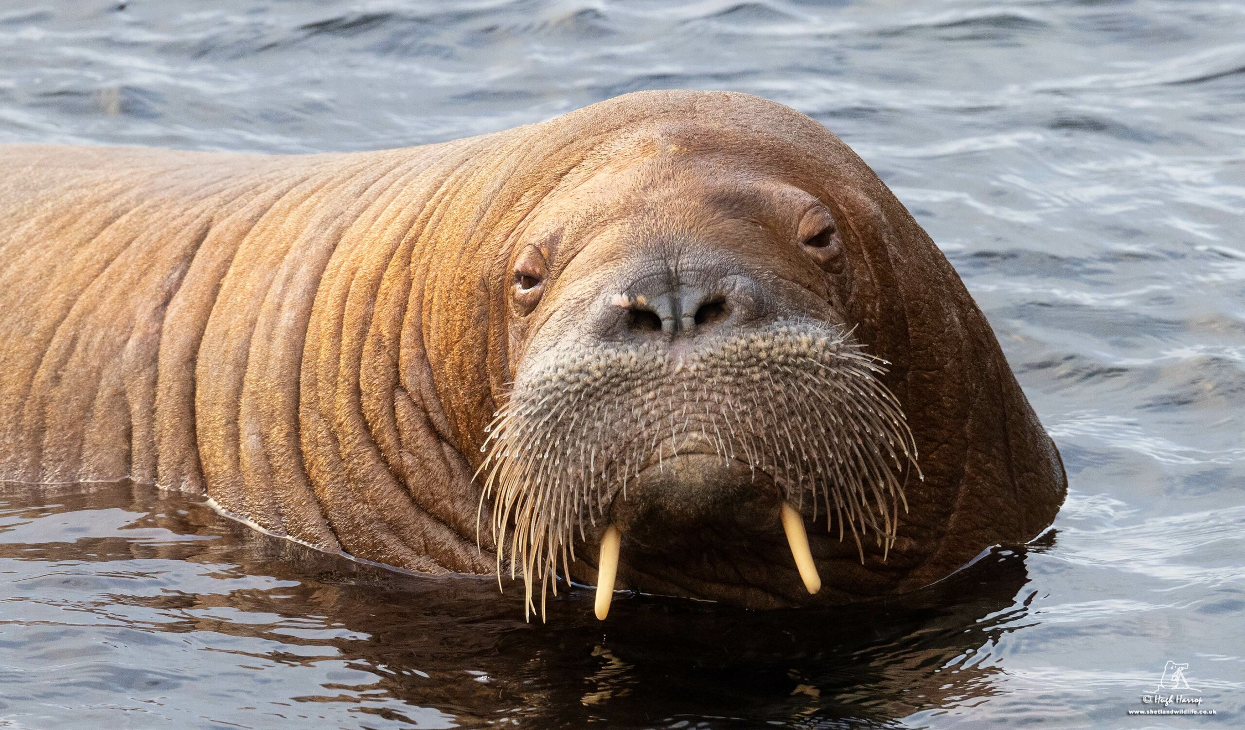 Local fury after Freya the walrus put down in Norway | Shetland News