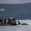A boat with people observing an orca whale emerging from the water, set against a backdrop of hills and a distant house.
