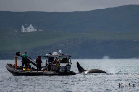 A boat with people observing an orca whale emerging from the water, set against a backdrop of hills and a distant house.