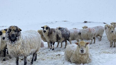 A group of sheep with wool covered in snow stand together in a snowy landscape.