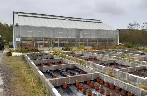 A greenhouse stands behind several rows of concrete planting beds containing flowerpots. It is a cloudy and rainy day.