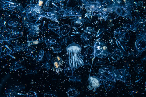 A dense cluster of small, translucent jellyfish floating in dark blue water with some particles visible among them.