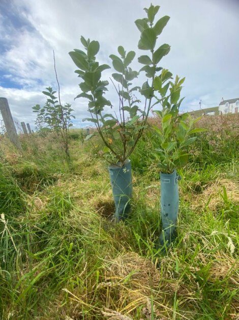 Two young trees in protective tubes are planted on a grassy field under a cloudy sky.
