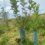 Two young trees are planted in a grassy field, each protected by a blue tree guard. The sky is partly cloudy, and a few buildings and a fence are visible in the background.