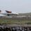 A Loganair aircraft is seen landing on a runway near the coast with houses and grassy hills in the background.