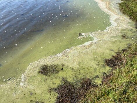 A body of water with greenish algae blooms along the shoreline, mixed with patches of grass and small debris.