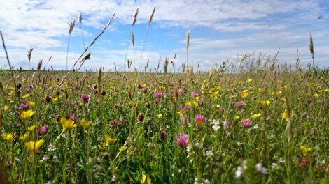 Field with various wildflowers, including yellow, pink, and white blooms, under a partly cloudy blue sky. Grasses and flowers dominate the foreground.