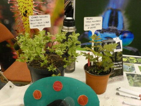 Two potted plants with informational signs on a table, next to a blue object with red spots and a metal thermos. The background includes a close-up image of a blue insect on a poster.