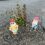 Two garden gnomes are placed on a rough patch of gravel around a small plant. One gnome is sitting with sunglasses and a drink, while the other is standing with a golf club.