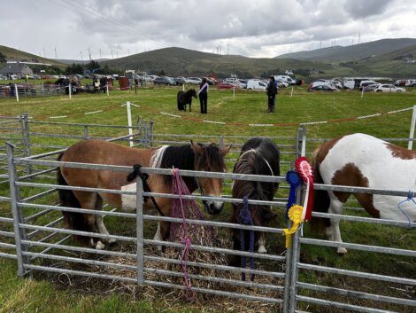 Several ponies are enclosed in a metal pen at an outdoor event, with people and cars in the background on a cloudy day. One pony has ribbons attached to its mane.