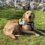 A tan dog wearing a "Drugs Dog" harness lies on green grass near a stone wall, looking towards the camera.