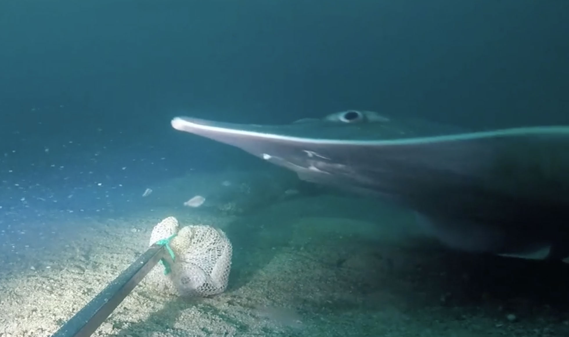 Fisheries scientists release ‘amazing’ video as part of new study into ...