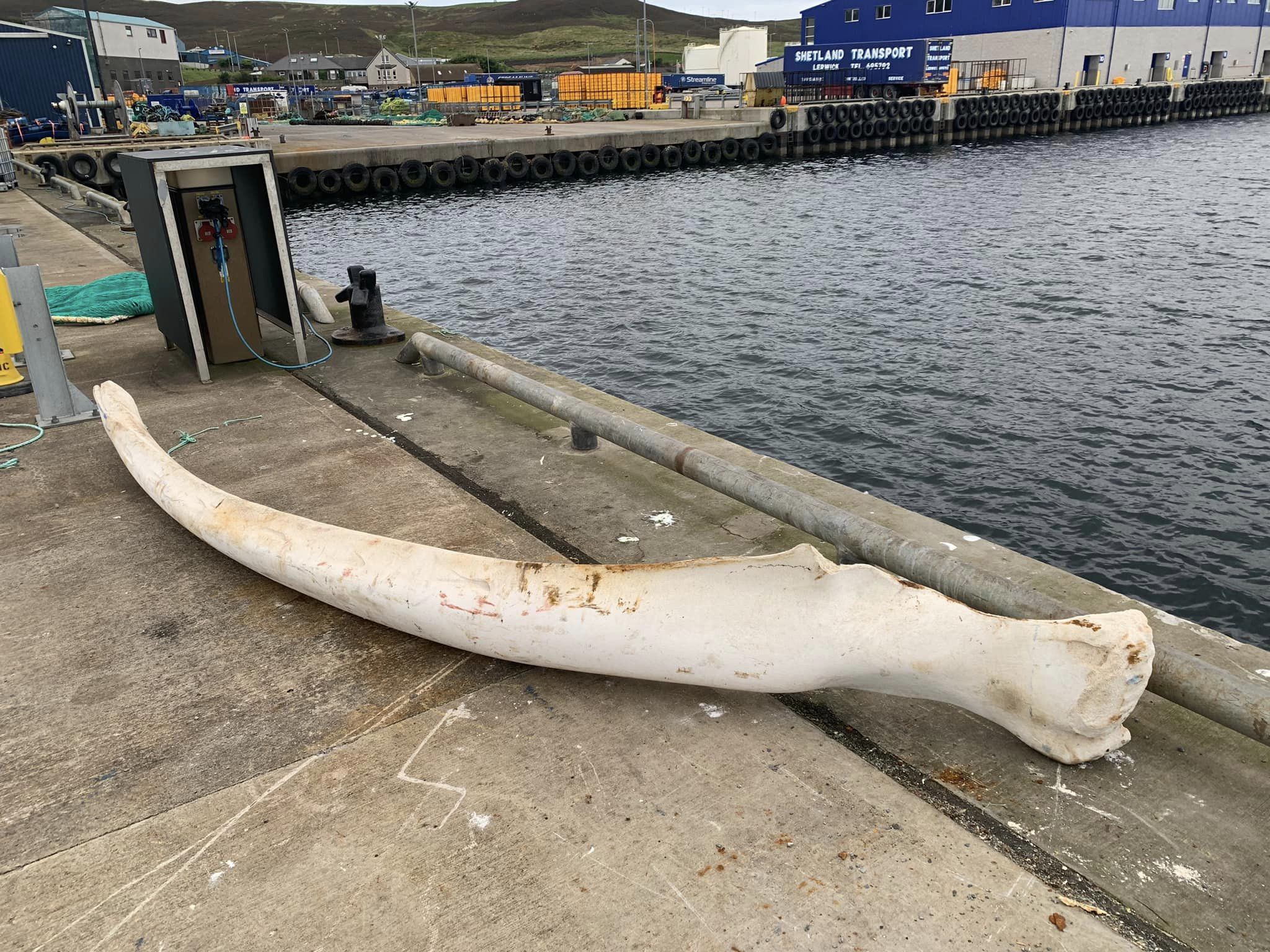 Whale bone caught, housing call and more…