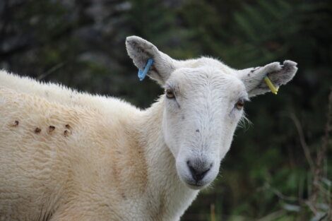 A white sheep standing in a field.