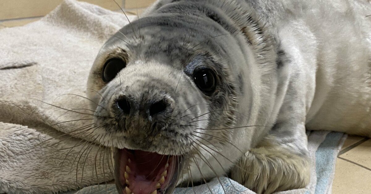 Sanctuary receives smallest grey seal pup in 37-year history - Vimarsana News
