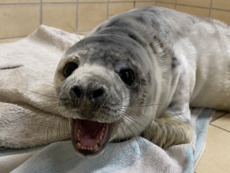 A seal is laying on a towel with its mouth open.