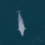 A white whale swimming in the ocean.