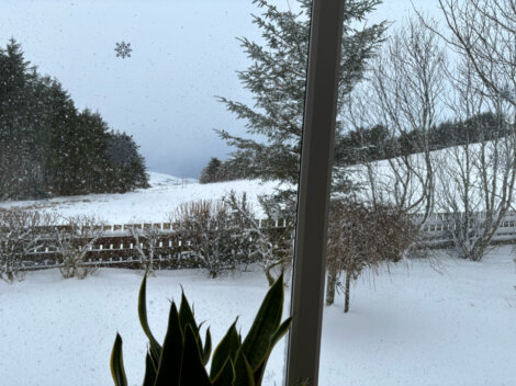 Snowy view from a window window with a plant in it.