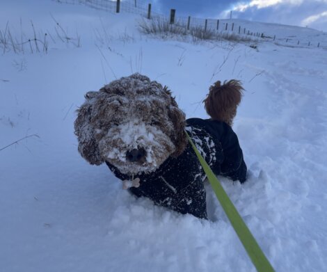 A dog sitting in the snow on a leash.