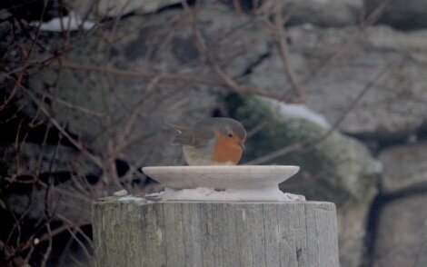 A bird sitting on a bird feeder.
