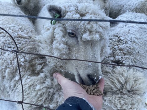 A person feeding a group of sheep in a fenced area.