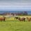 A group of cows grazing in a field.