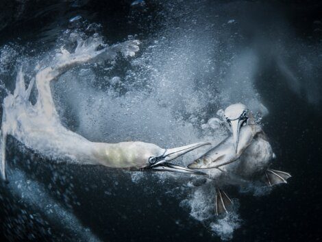 A dynamic underwater struggle between a marine bird and a fish.