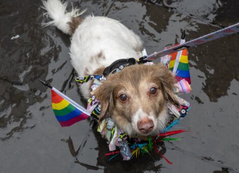 A dog adorned with rainbow flags and colorful ribbons stands on a wet pavement, looking up at the camera.
