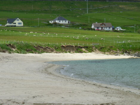 A sandy beach curves alongside a grassy field with grazing sheep and houses in the background beneath a cloudy sky.