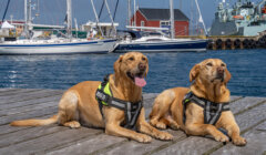 Two dogs wearing harnesses lie on a wooden dock by the water, with boats and a red building visible in the background.