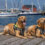 Two dogs wearing harnesses lie on a wooden dock by the water, with boats and a red building visible in the background.