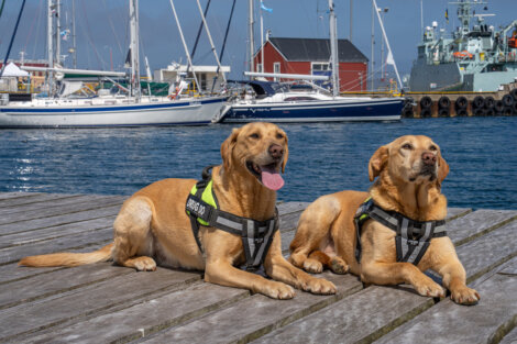 Two dogs wearing harnesses lie on a wooden dock by the water, with boats and a red building visible in the background.